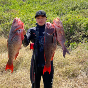 Meet your Posher, Aloha